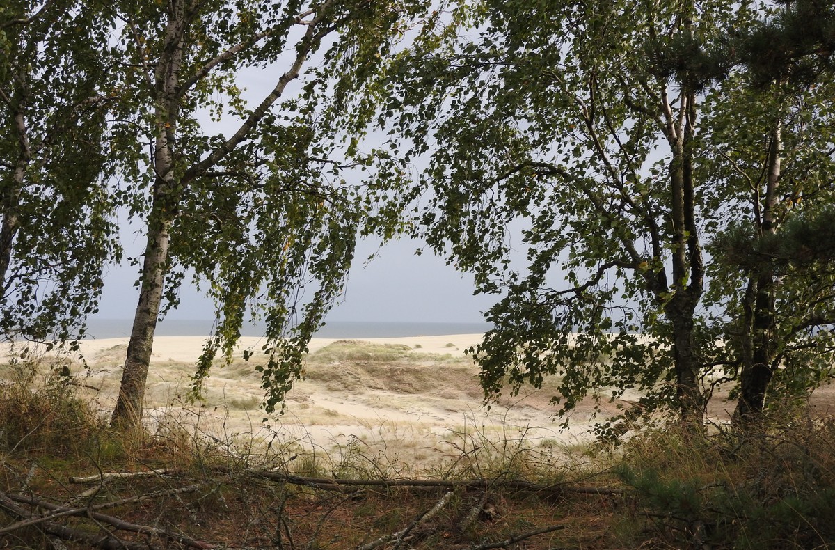 Куршская коса + Зеленоградск (из Калининграда) (7/10)