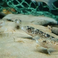 Фото отзыва 2: экскурсия "Попробуй вкус Байкала: путешествие в Листвянку"