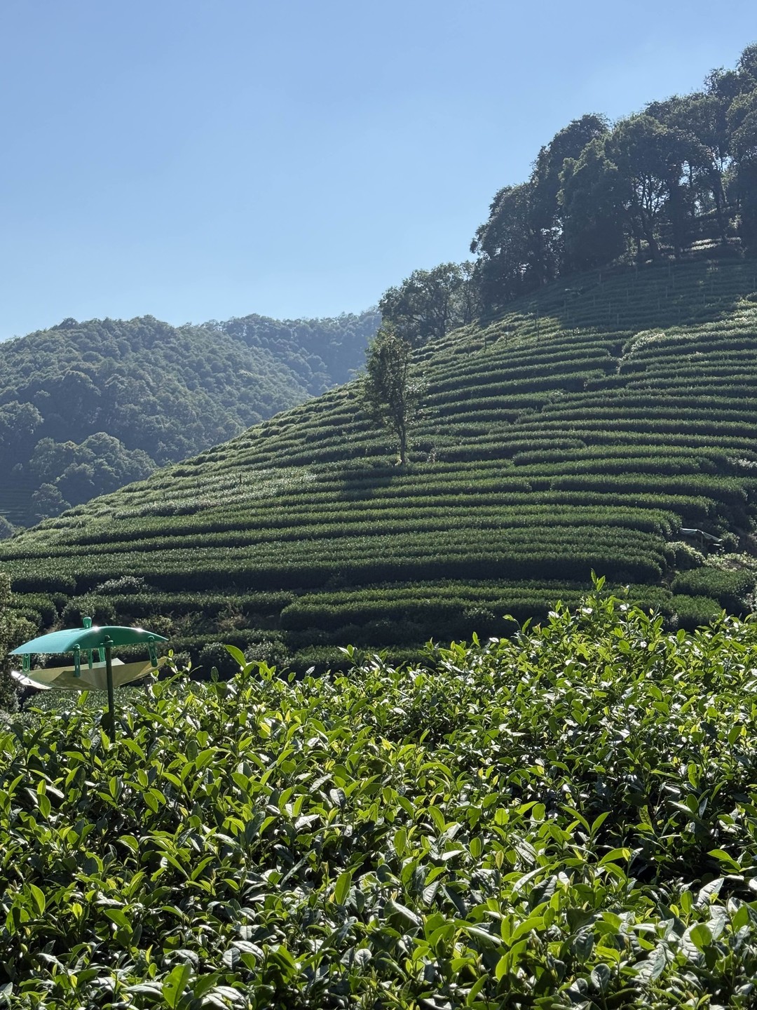 Из Шанхая в Ханчжоу - китайский рай на Земле (Александр)