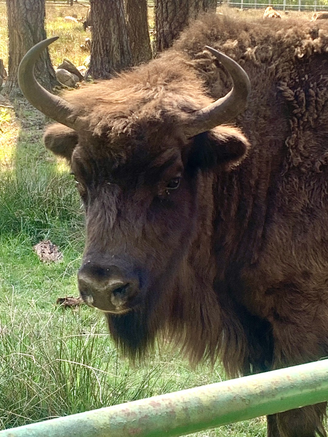 Беловежская пуща по выходным и праздникам (Карина)