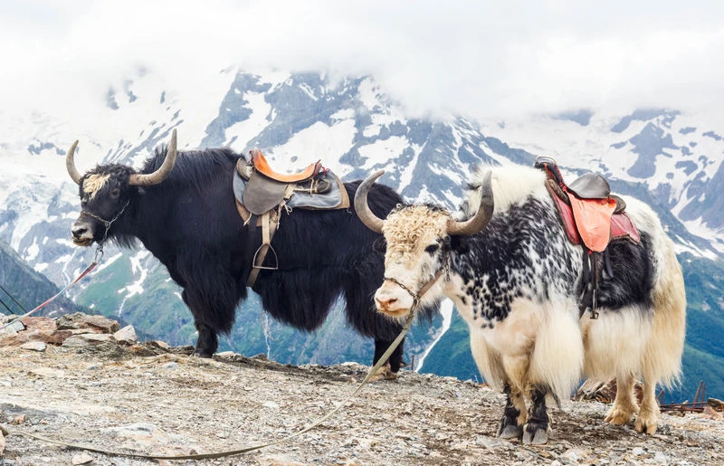 Фото авторского тура "Экспресс-автотур по Домбаю в мини-группе"