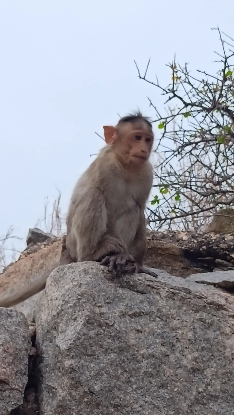 Мы ездили в Хампи 29-30 ноября. Гид была Лина. Нам все очень понравилось. Сколько нового мы