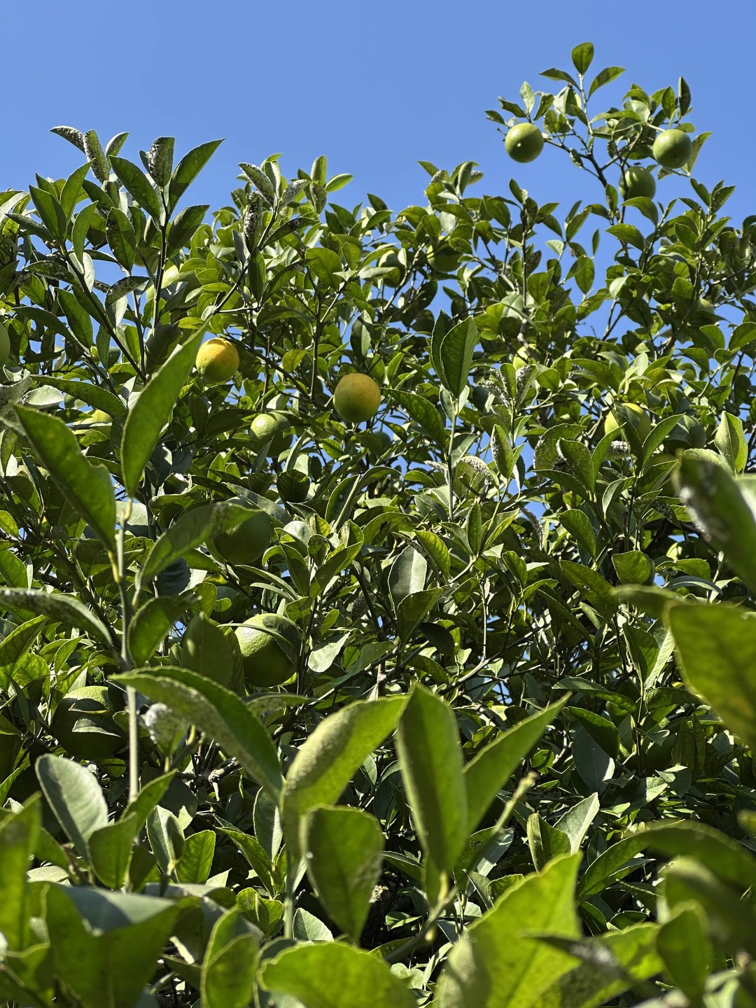 Я всегда путешествую ради еды. Все было замечательно! Вины натуральные, мясо и сыры - натуральные продукты. Рекомендую от души!
