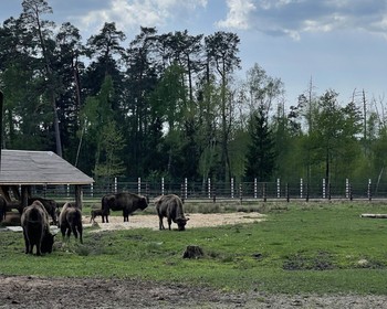 Брест и Беловежская пуща