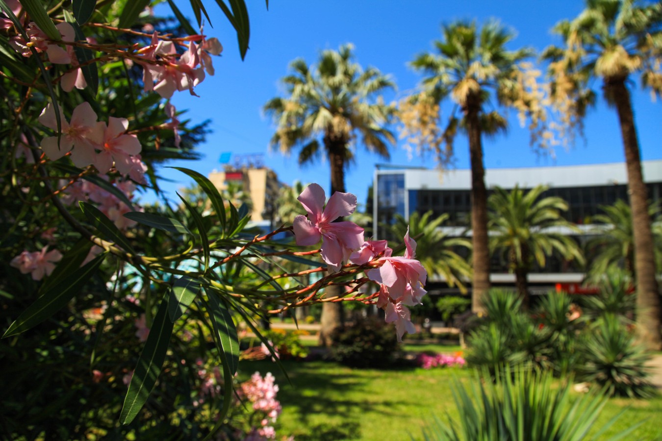 Сочи — яркие краски любимого города