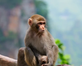 Гора Тяньцзи, скалы из «Аватара», лифт Байлун