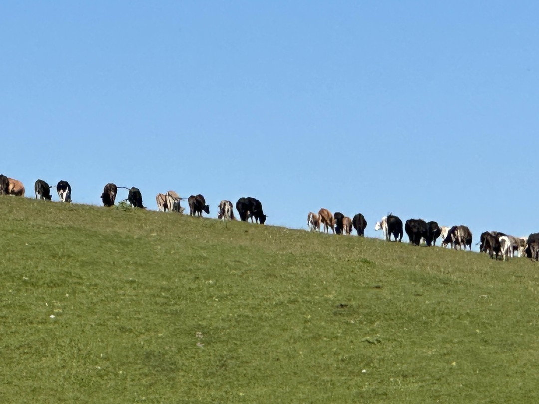 Максим отличный рассказчик, интеллигентный, эрудированный, с чувством юмора, и хороший опытный водитель с ним было совершенно