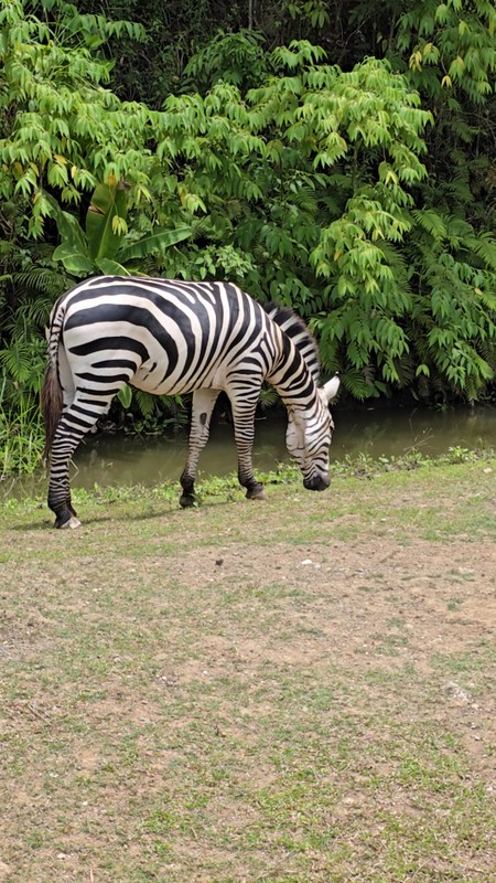 Сафари-парк Себу: день среди дикой природы