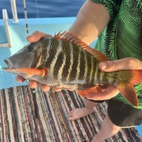 Фото отзыва 3: экскурсия "Морская рыбалка из Шарм-эль-Шейха"