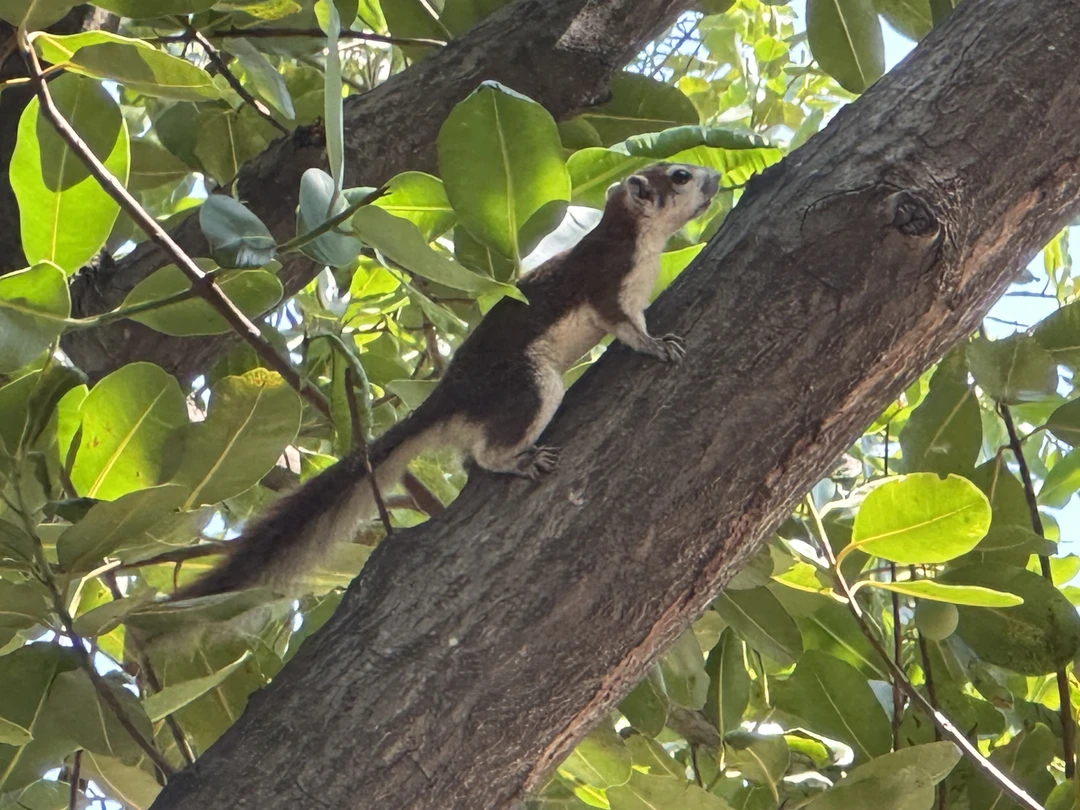 Экскурсия в Айютаю была обязательным пунктом нашего отдыха в Бангкоке. В целом поездка оправдала наши ожидания