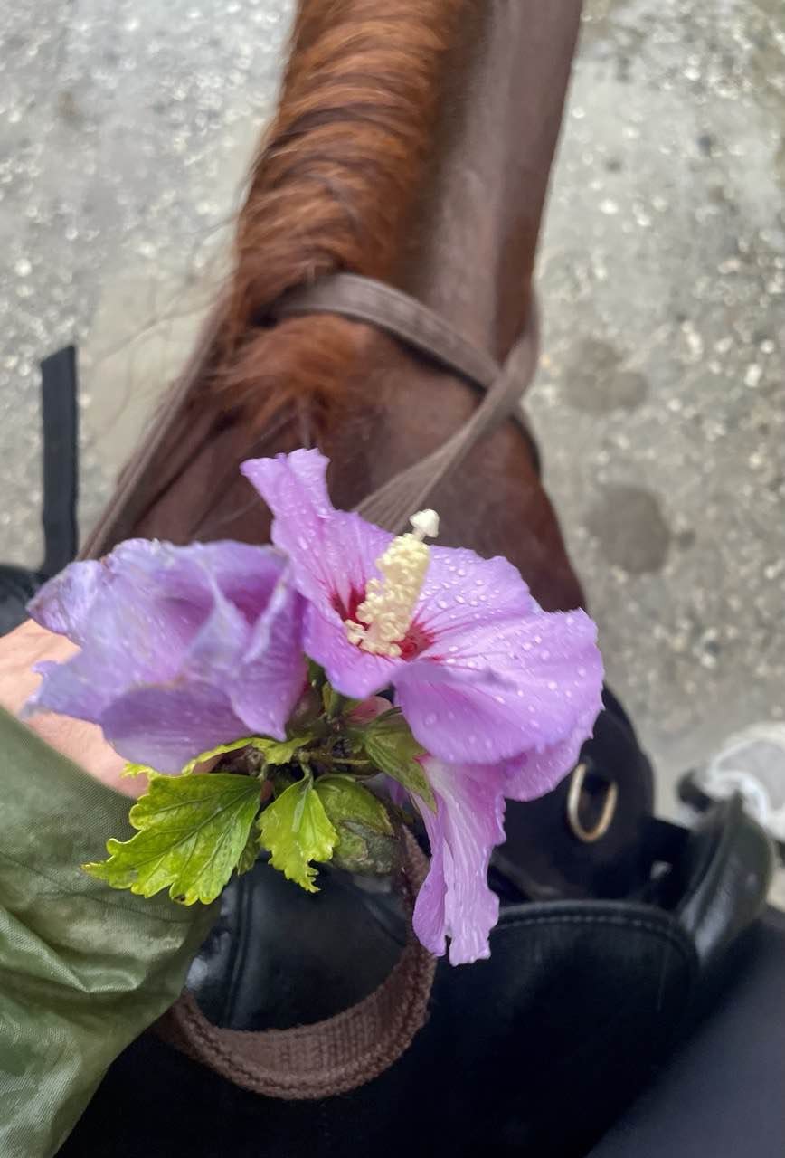 Это было прекрасно!!! Мое желание покататься на прекрасных лошадях в Грозном было исполнено на все 200%. И никакой дождь не стал преградой