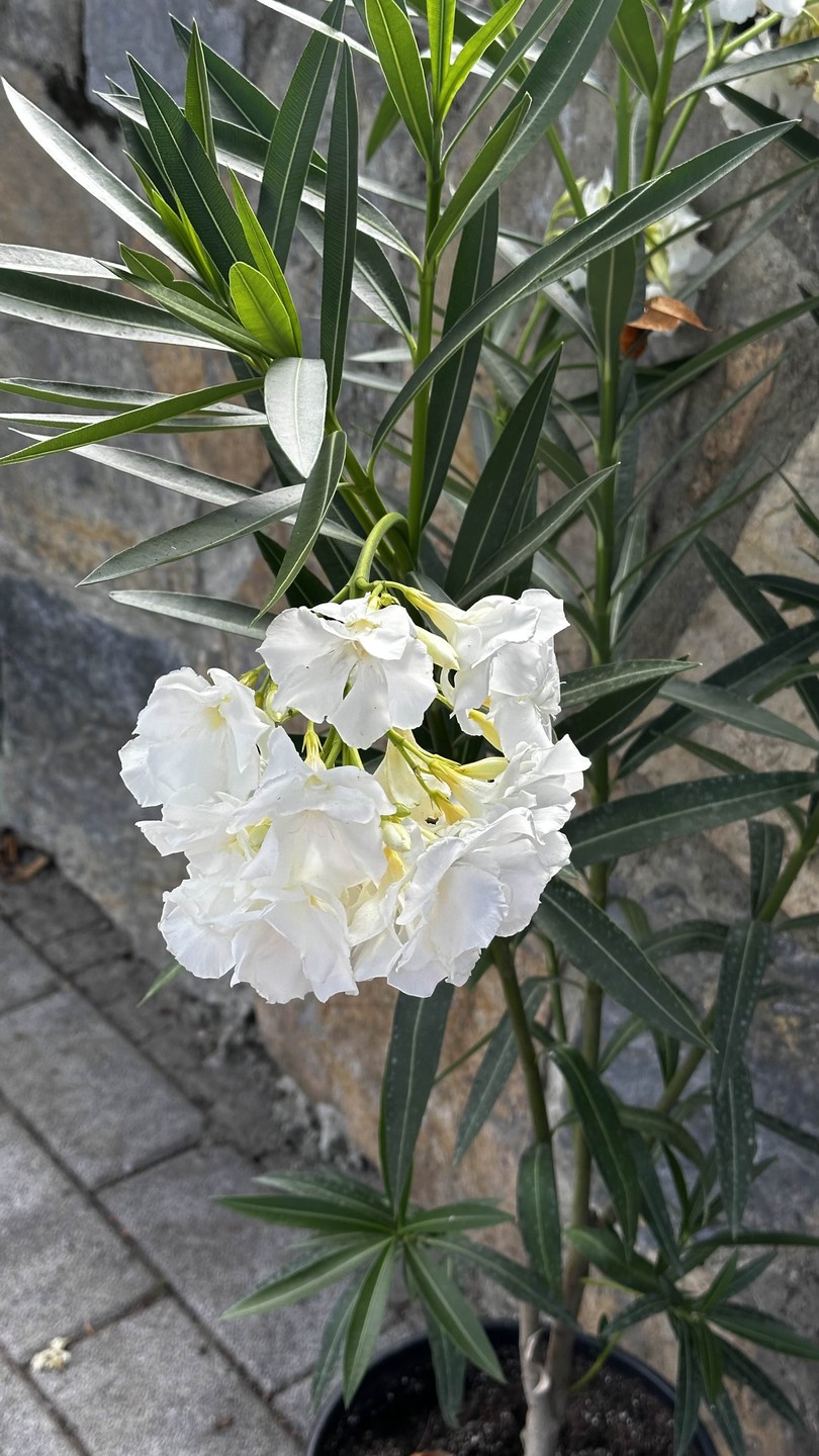 Все грани Стамбула (Виктория)