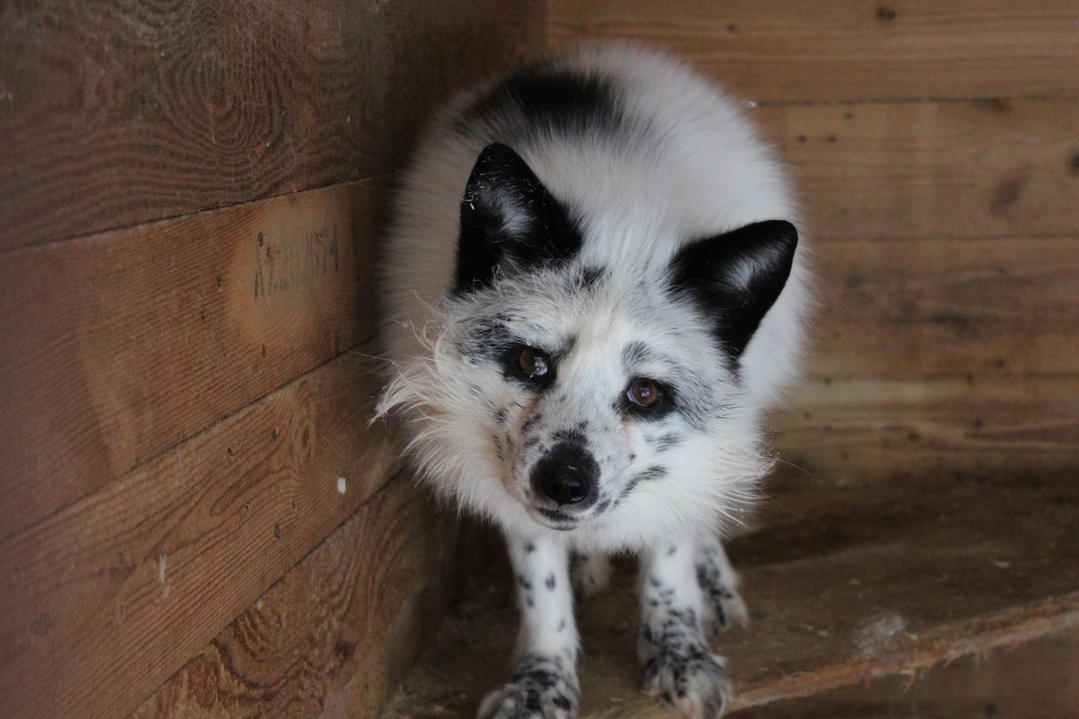 В гости к хаски и северным оленям из Москвы (без трансфера) (10/21)
