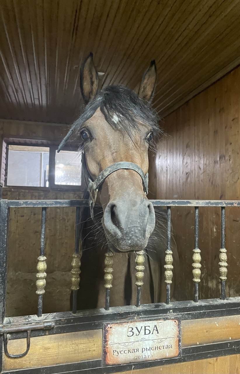 Это было прекрасно!!! Мое желание покататься на прекрасных лошадях в Грозном было исполнено на все 200%. И никакой дождь не стал преградой