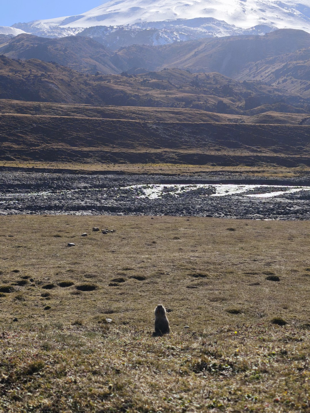 Какая прекрасная получилась экскурсия!!! Были суслики! Много сусликов! Были незабываемые впечатления от видов! Эльбрус и суслики,