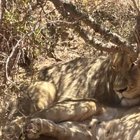 Фото отзыва 3: экскурсия "Сафари в заповеднике «Аквила»: встреча с Большой пятёркой"