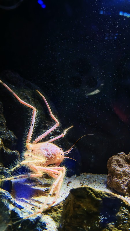 Ocean Expo Park — океанариум Тюрауми