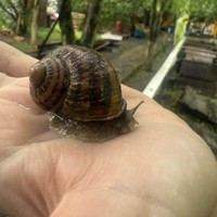 Фото отзыва 1: экскурсия "Гастроэкскурсия по первой улиточной ферме в Адлерском районе (всё включено)"