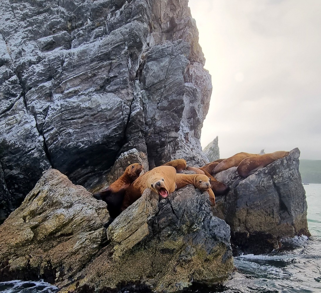 Из Владивостока на авто и катере — к тюленям! (11/23)