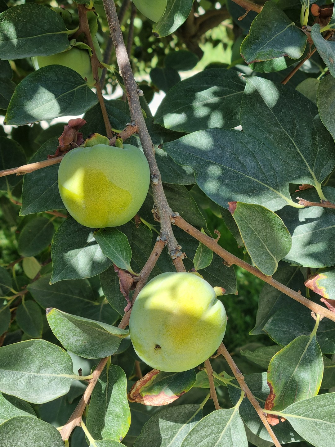 Иммерсивная прогулка по Самарканду (Ольга)