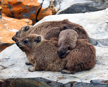 Национальный парк «Тситсикамма»