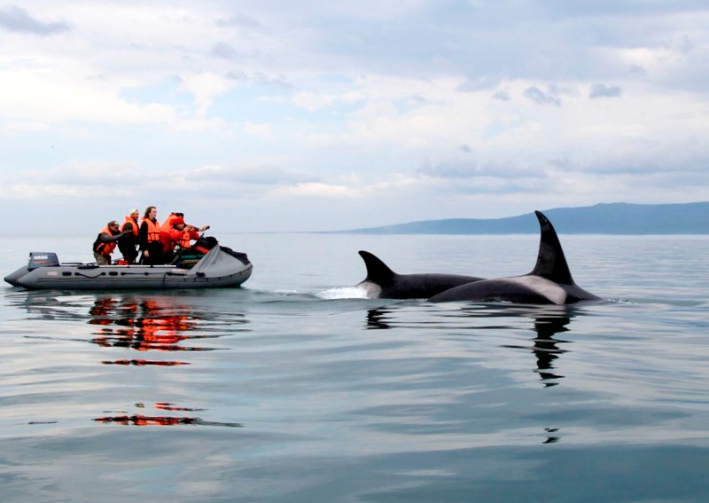 Навстречу гренландским китам: экспедиция к Шантарским островам с лекциями биологов - Фото 5