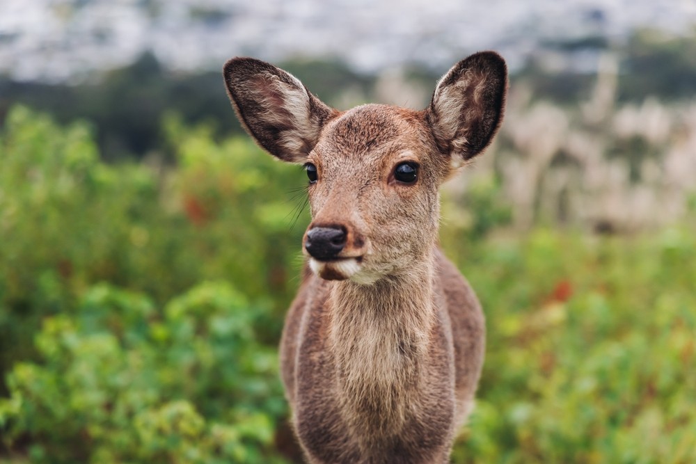Невероятная Япония: Осака и Нара, Киото и Токио, день у Фудзи и дополнительная поездка в Хиросиму (6/11)