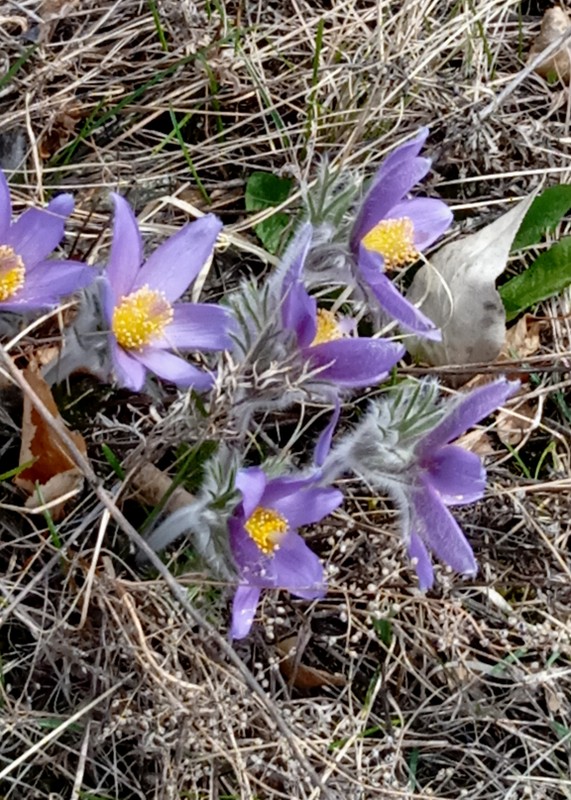 Из Горно-Алтайска - к водопаду, прекрасным лебедям и мощным зубрам