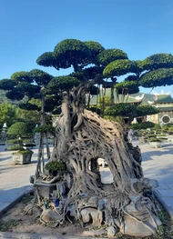 Фото отзыва 4: экскурсия "Духовные символы Дананга: Мраморные горы и&nbsp;Леди Будда"