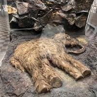 Фото отзыва 2: экскурсия "Зоологический музей для детей и взрослых"