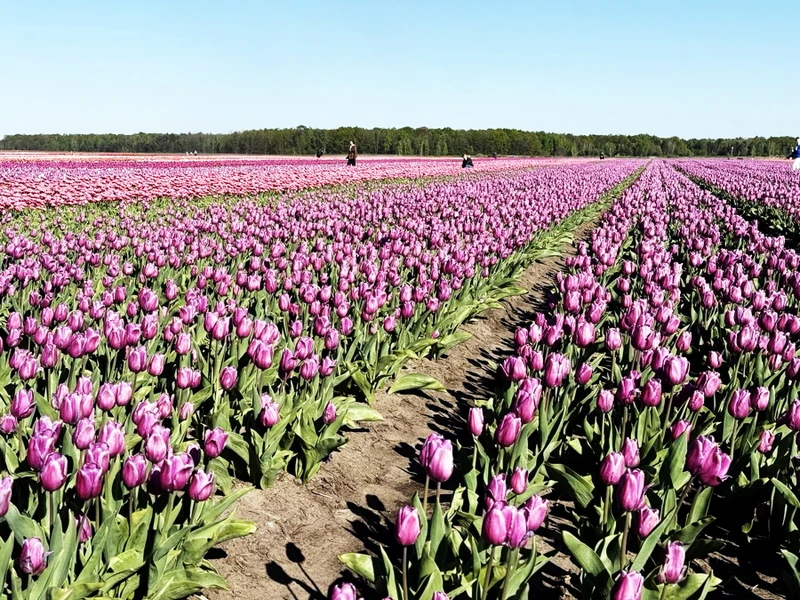 Тюльпановые поля и Коссовский дворец - из Минска