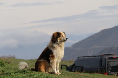 Фото отзыва 1: экскурсия "Познать Грузию: Мцхета и Казбеги из Тбилиси (всё включено)"