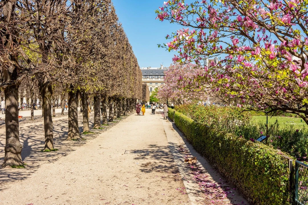 Магнолия в&nbsp;саду Пале-Рояль