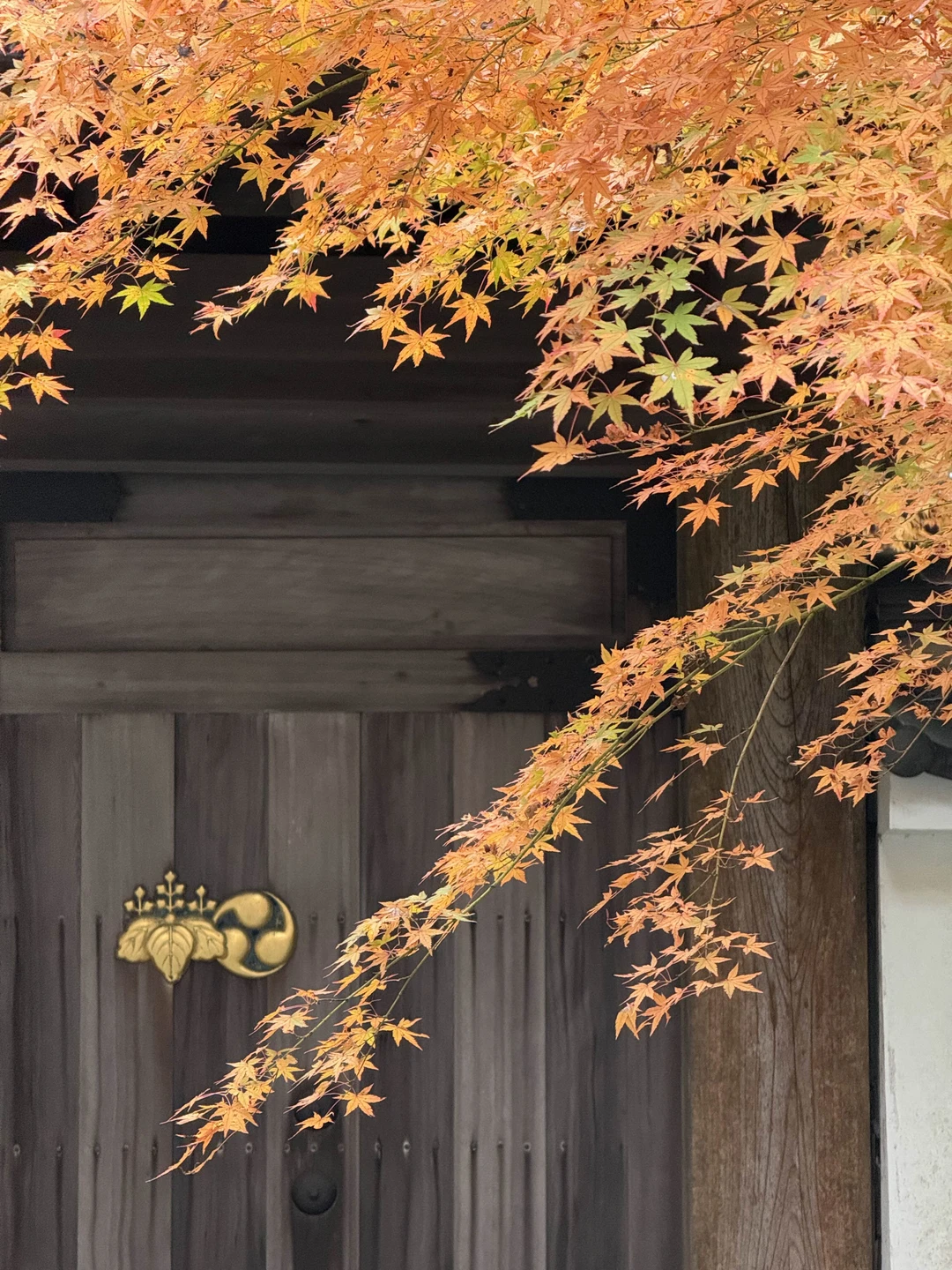 Хотим поблагодарить Светлану за реализацию нашей мечты - увидеть своим глазами красные клёны 🍁🥰