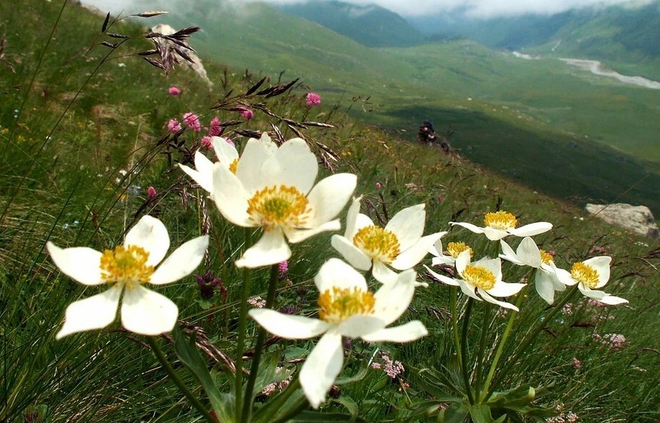 Прогулки по ущельям Северной Осетии и Владикавказу