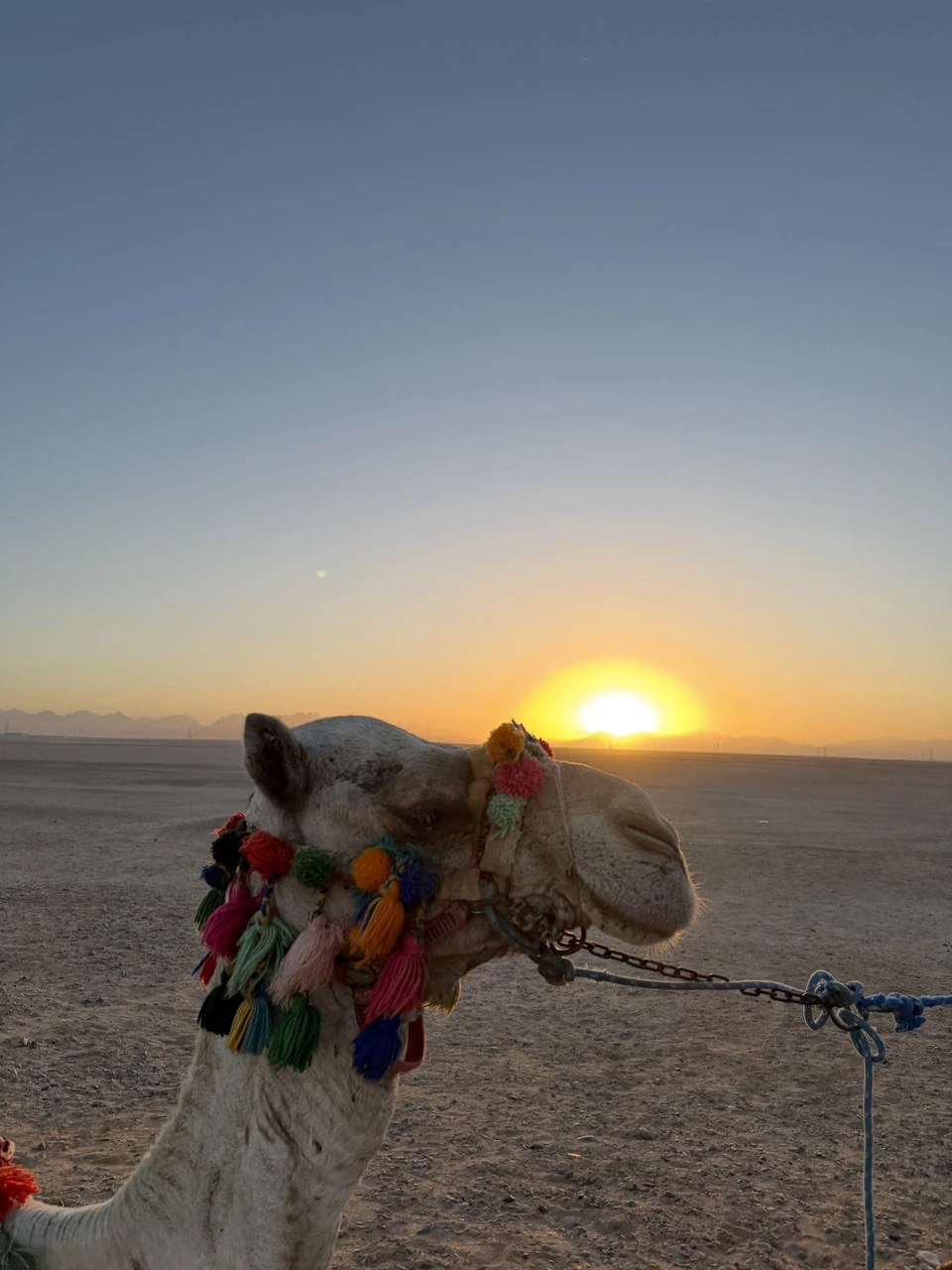 Хотим поблагодарить Ирину за организацию нашей прогулки на верблюдах в пустыню в Хургаде
