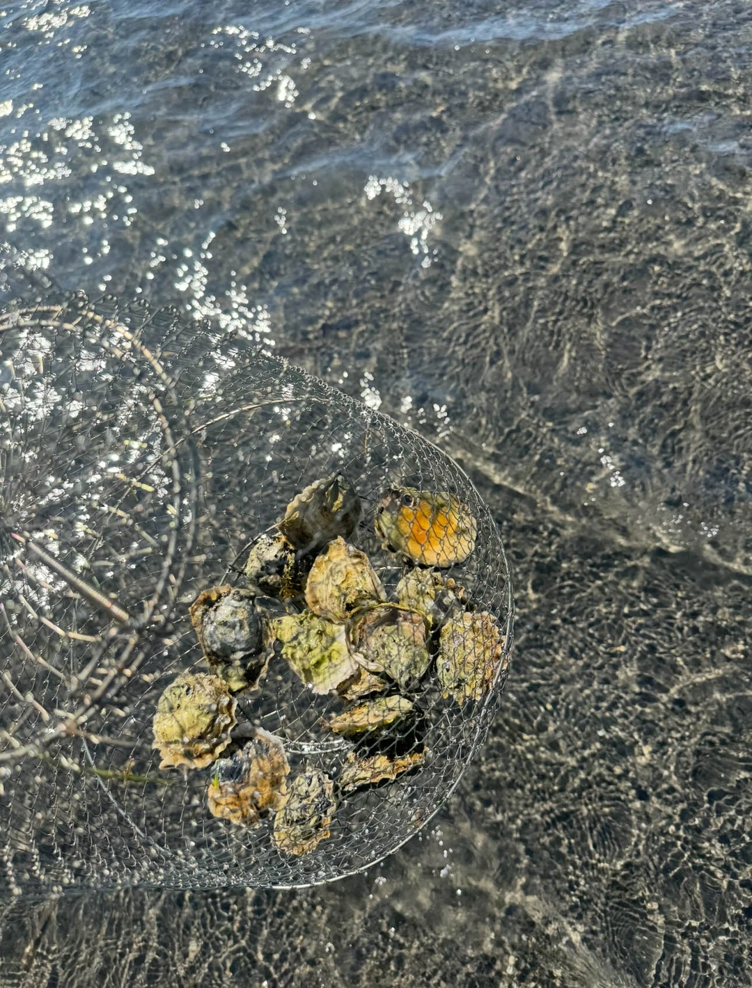 На катамаране за устрицами: в группе из Южно-Сахалинска (всё включено) (Дмитрий)