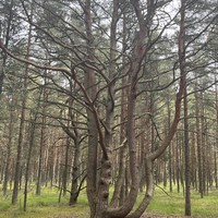 Фото туриста Ольга 3 - Автобусная экскурсия «Куршская коса, Зеленоградск и семейная сыроварня»