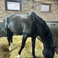 Фото отзыва 1: экскурсия "Тайны старинной усадьбы: Ворошиловская дача и конная прогулка"