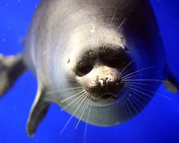 Обзорная экскурсия по Иркутску, музей «Тальцы» и Листвянка