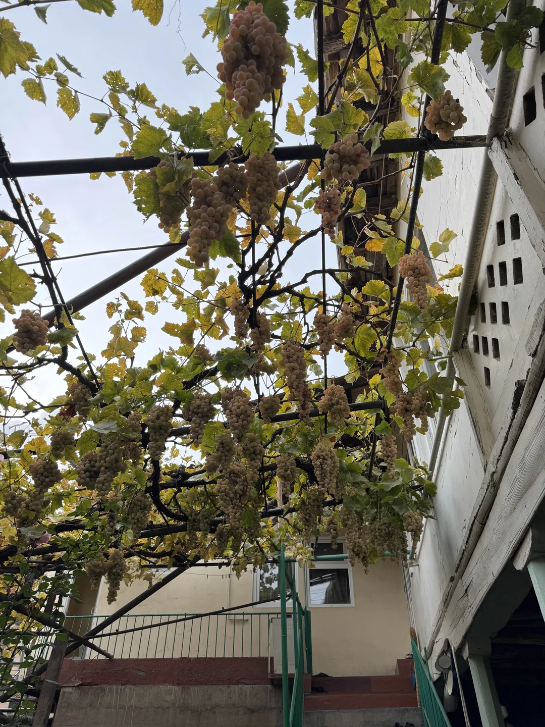 Были с подругой в Армении 4 дня и очень сожалеем, что познакомились с Гаянэ только в