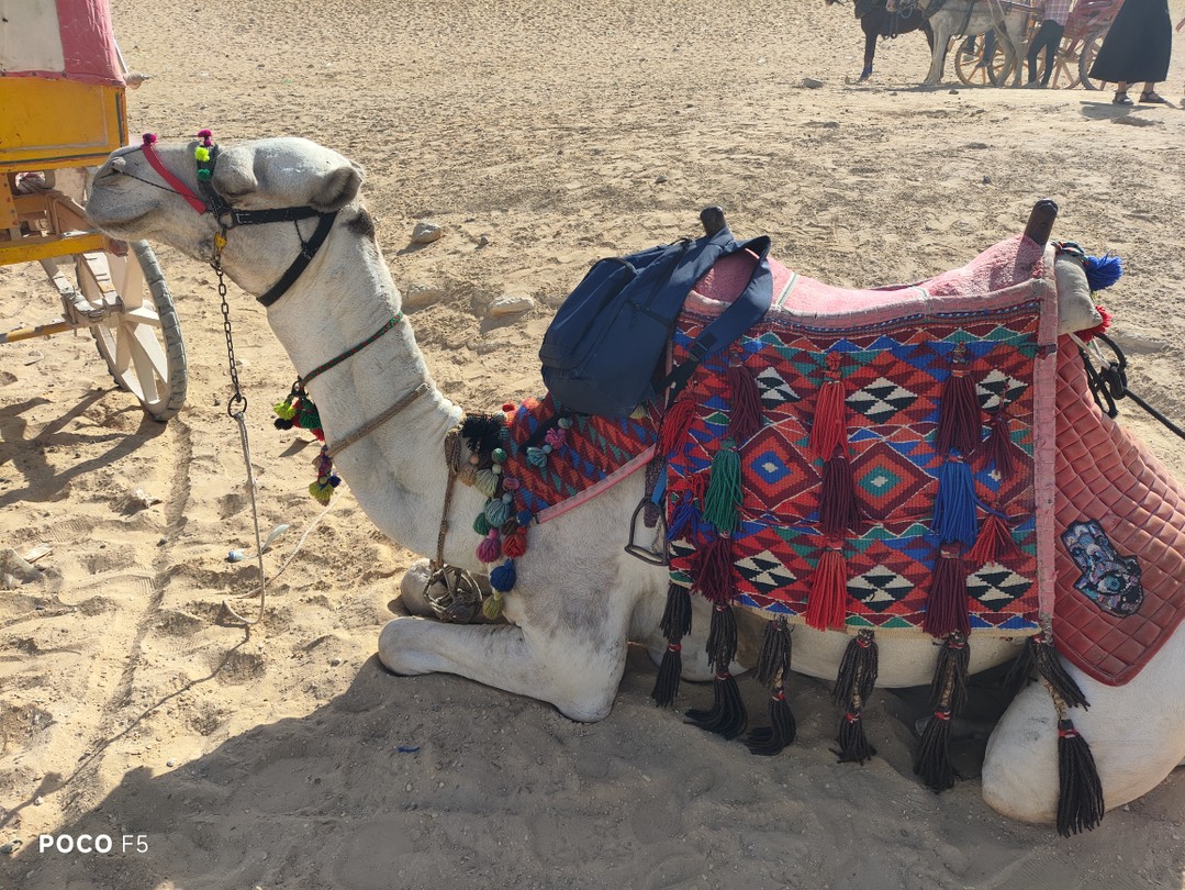 В сердце Древнего Египта: из Шарм-эль-Шейха в Каир (Илья)