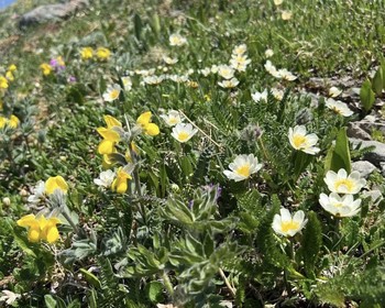 Алтайское холмогорье