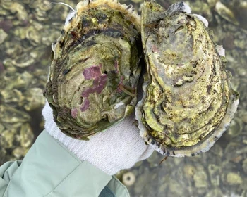 Гастрономическое путешествие в лагуну Буссе