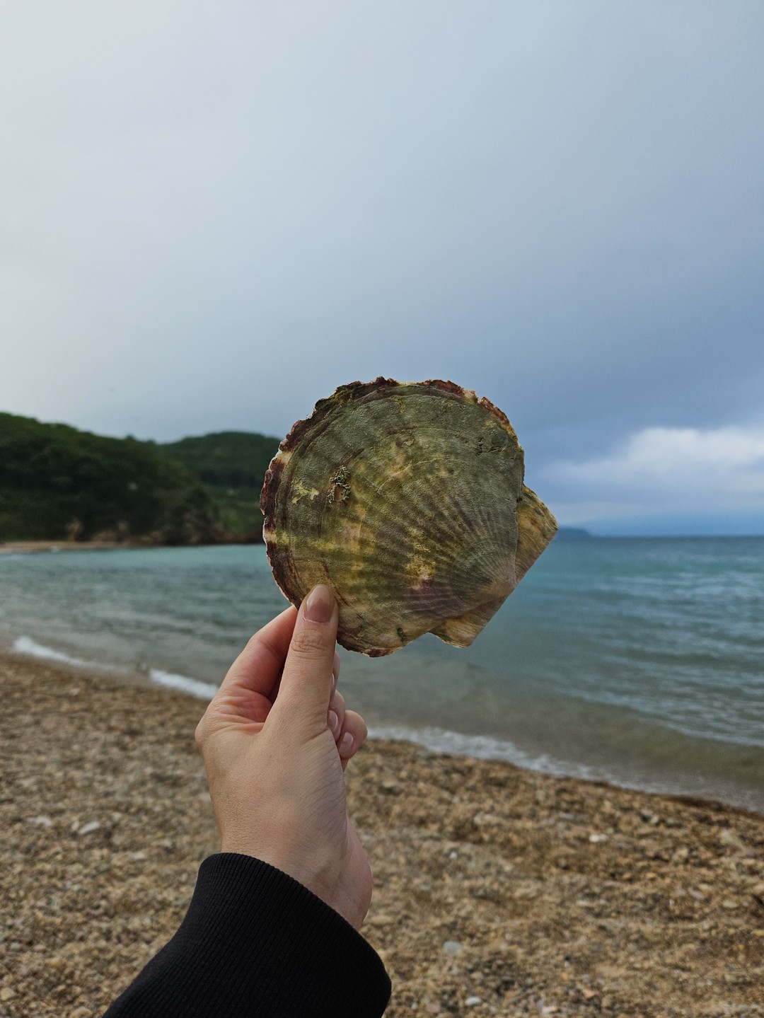 Из Владивостока - к местам обитания сивучей и тюленей (Елена)