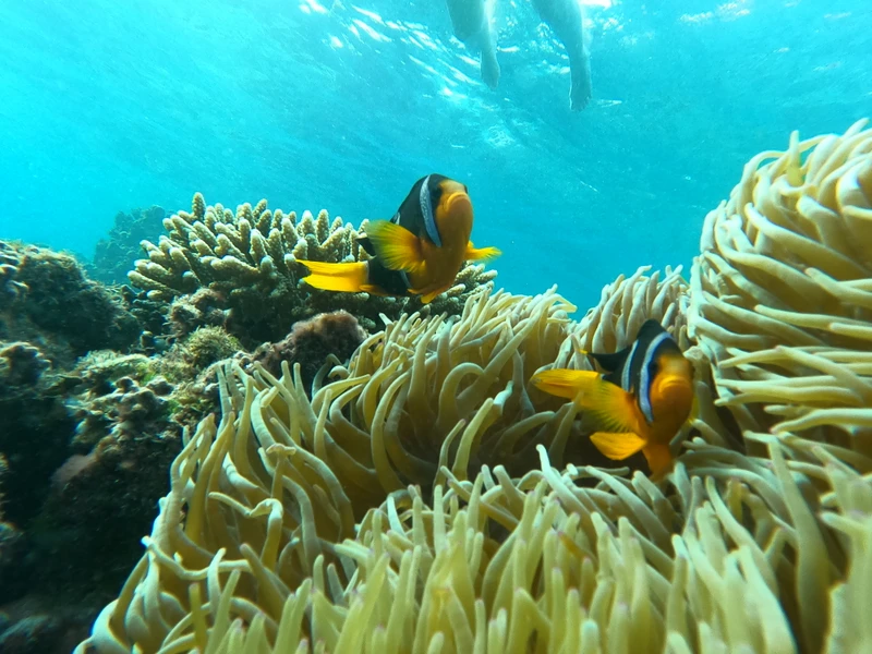 Морская прогулка из Маската к заповедным островам Дайманиат