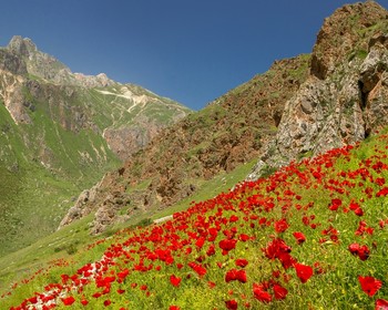 Отдых в высокогорье с шашлыками и ароматным чаем, мавзолей шейха