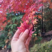 Фото отзыва 1: экскурсия "Гранд-тур в Японию: большое путешествие от Токио до Осаки"