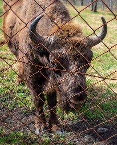 Зубровый питомник