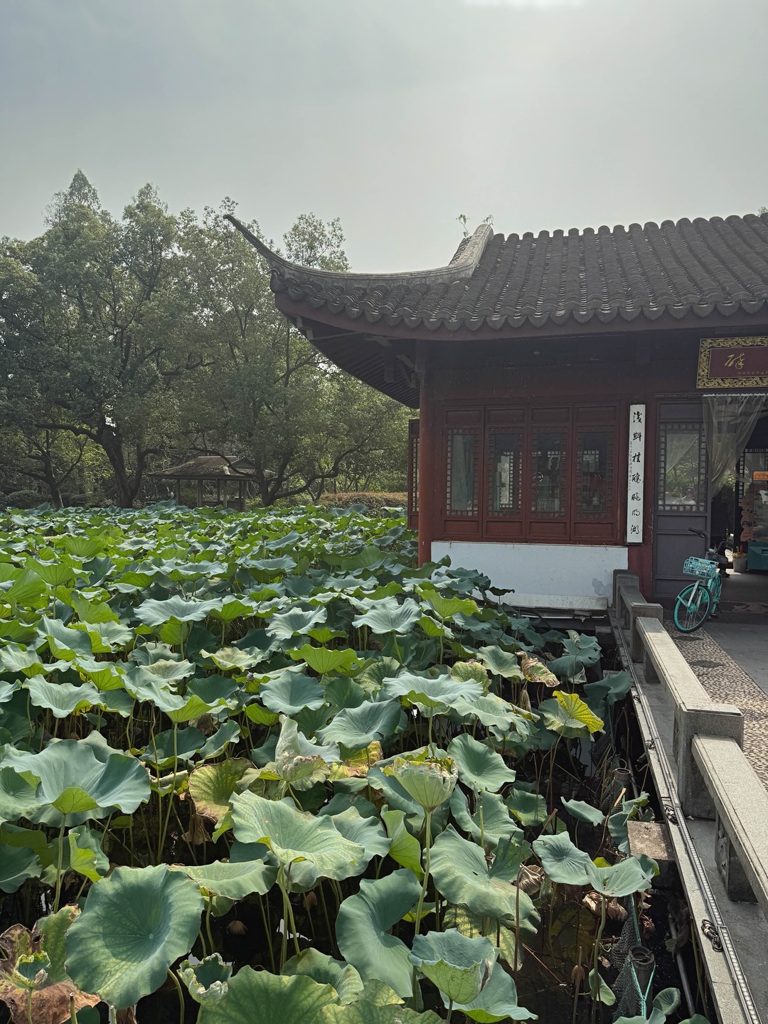 Из Шанхая в Ханчжоу - китайский рай на Земле (Мария)